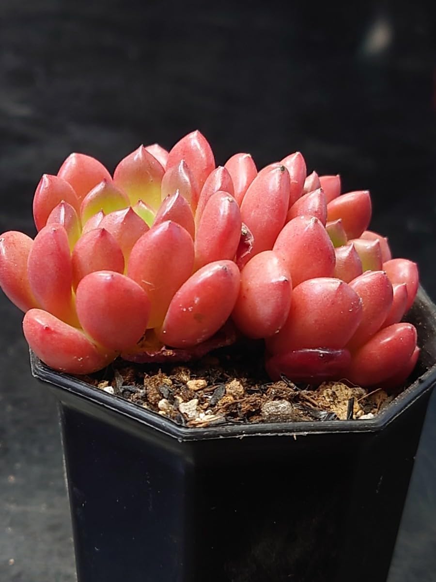 Amazon.co.jp: 多肉植物 韓国苗 ピンクルビー 双頭 : おもちゃ Amazon.co.jp: 多肉植物 韓国苗 ピンクルビー 双頭 : おもちゃ